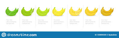 Banana Ripeness Stages Infographics Chart Bunch Of Bananas