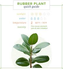 Rubber Plant Care Growing Information And Tips Proflowers