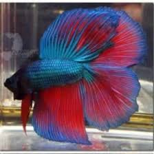 Types Of Betta Fish There Are Lots Of Different Types Of Betta Fish And This Article Covers Them In Detail Including Breeds Betta Fish Types Betta Fish Fish