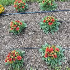 Image result for Halopegia