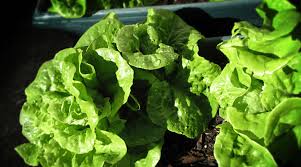 Information to get started growing lettuce indoors in your home lettuce seedlings require low light which should gradually be increased as the plant grows in size. How To Grow Lettuce Indoors Guide To Growing Your Own