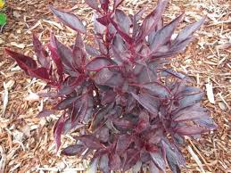 Image result for Iresine lindenii