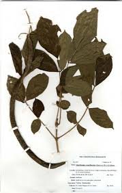 Image result for Markhamia zanzibarica