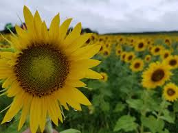 Compare the top 5 winchester, va movers offering the old dominion's best move help, loading, unloading and depending on if you want to drive or not, we can help you hire moving companies in winchester (they bring their own truck) or winchester move helpers to load your own pods. Burnside Farms