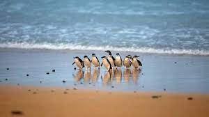 Little Penguin Photo Gallery Phillip Island Nature Parks Phillip Island Nature Parks