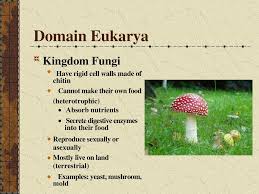 Kingdoms And Domains Ppt Download