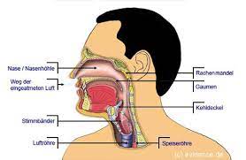 Halsschmerzen Patientenleitlinie Www Patientenleitlinien De Halsschmerz Angina Halsentzundung