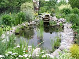 You just have to see how your plants are responding. Water Garden Wikipedia