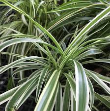 Image result for Chlorophytum
