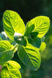 Boiling hot water can kill leaves and roots of a plant, but it is also difficult to really control. How To Grow And Care For Mint Plants Gardener S Path