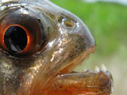 Im brasilianischen regenwald leben einige seltene raubtiere. Vampirfisch Dringt In Penis Ein Hollische Schmerzen Amazonas De