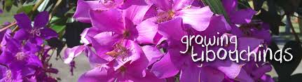 Get all of hollywood.com's best movies lists, news, and more. How To Grow Tibouchinas Searles Gardening