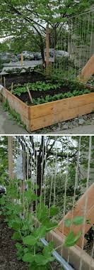 15 Brilliant Diy Pea Trellis Ideas Designs For Your Garden Pea Trellis In A Raised Bed How To Build A Trellis In 2020 Pea Trellis Diy Garden Trellis Growing Peas