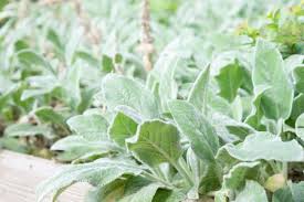John keats was born in london on 31 october 1795, the eldest of thomas and frances jennings keats's four children. How To Grow And Care For Lamb S Ear Plants