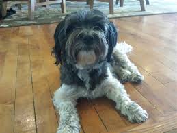 Typen, fashion, haus & garten, elektronik, motors Rescue Havanese Available Heavenly Havanese