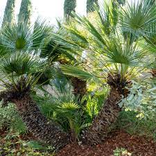 Belonging to the palmae or arecaceae plant family, over 2,500 species of palms are known to exist. European Fan Palm Plant Care Growing Guide