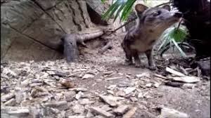 Fossa fossana the malagasy civet is an interesting mammal that is actually more related to the fossa than the palm civets of mainland af. Fanaloka Striped Civet Youtube