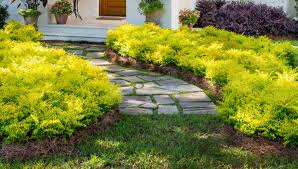 Planting fall containers with sunshine ligustrum. Sunshine Ligustrum