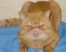 images?q=tbn:ANd9GcRZFMTLlf1Tzp1uaH4Z8a17EPnPlQaxVv9QlJ_S-pZ_pnGHYB35