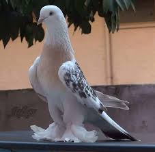 Pin By Aysel Akbas On Kuslar Pigeon Pictures Pigeon Breeds Cute Pigeon