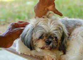 Flea Bites On Dogs What Do They Look Like Petmd