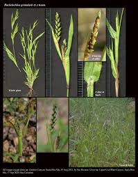 Image result for Hackelochloa granularis