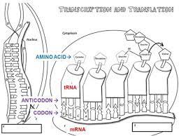 Transcription, translation, codon, anticodon, mrna, trna, amino acid, polypeptide what are the differences between transcription and translation, and what is the importance of explain your answer. Pick Up Protein Synthesis Notepage Dna Coloring Transcription Translation Protein Synthesis Wkst Agenda 1 Protein Synthesis Notes Transcription Ppt Download