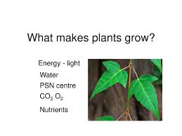 Different plants require different types of lights in order to grow. What Makes Plants Grow Energy Light Water Psn Centre Co2 O2 Ppt Download