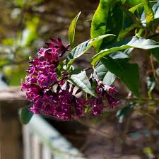 Image result for Cestrum × cultum
