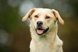 The silver labrador retriever is a color variation from the traditional chocolate labrador retriever. Fascinating Facts About The Australian Shepherd Labrador Mix Breed Dogappy