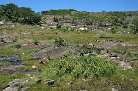 Image result for Cheilanthes angustifrondosa