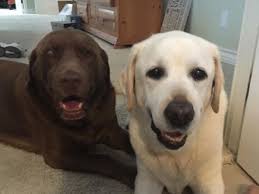 Fundraiser by Ryan Tepper : Ryan's Mitzvah Project