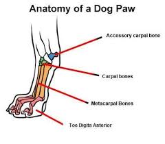 We did not find results for: Dog Anatomy Mobility Health