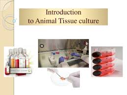 Check spelling or type a new query. Introduction To Animal Cell Culture