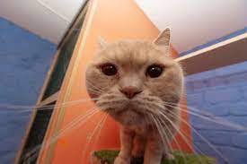 pochemu koshka myaukaet obyasnyaem s nauchnoj tochki zreniya