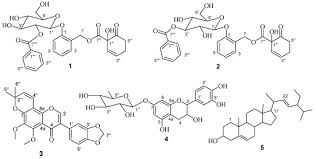 Image result for Dovyalis sp. A