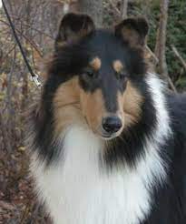 Pin On Collies