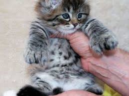This puts the health and welfare of the animals and the general public at risk. Pixie Bob Cats And Kittens For Sale In The Uk Pets4homes Cats Cats And Kittens Pixie Bob Kittens