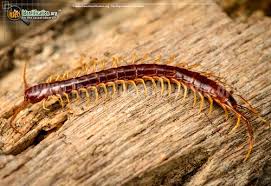 Black And Yellow Millipede North Carolina Centipedes Of North America