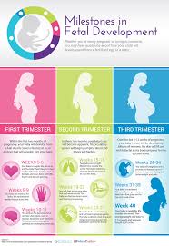 Three Trimesters Of Pregnancy Fetal Development Milestones