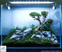 Pin By Stephanie Cloutier On Aquarium Fish Gallery Nature Aquarium Planted Aquarium