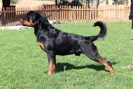 Image result for Rotala gossweileri