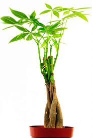 While money tree plants don't have to be braided, most of the modern pachira aquaticas you'll find on the market are braided when you buy them. How To Braid A Money Tree 6 Steps Garden Tabs