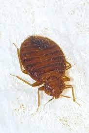 how to tell if you have bed bugs or fleas terminix blog