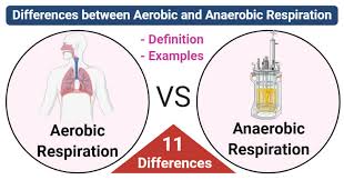 What are the reactants of cellular respiration? Aerobic Vs Anaerobic Respiration Definition 11 Differences Examples