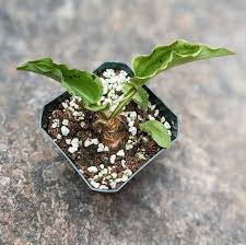 Image result for Danthoniopsis petiolata