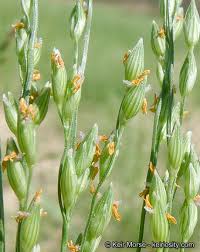 Image result for Panicum kalaharense