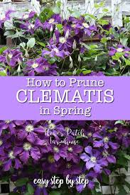 Although they can't attach themselves to a support, they can be tied to one or left to sprawl on the ground. Easy How To Spring Prune Clematis Flower Patch Farmhouse