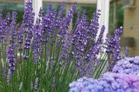 Lavender Pictures National Garden Bureau Flowers Perennials Perennials Blue Flowers Images