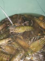 Berbisnis budidaya lobster tidak harus ditungguin. Jual Udang Lobster Air Tawar Lampung Di Lapak Ramadhan Rangga Bukalapak